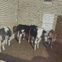 گوساله‌ای سمینتال ماده