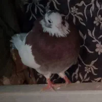 کبوتر طوق|پرنده|آیسک, |دیوار