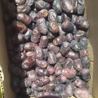 فروشخرما|خوردنی و آشامیدنی|ریگان, |دیوار