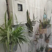 گل اپارتمانی|گل و گیاه طبیعی|بومهن, |دیوار