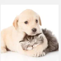 اصلاح و آموزش اصلاح حیوانات|لوازم جانبی حیوانات|کرج, عظیمیه|دیوار