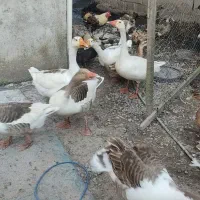 چهار تا غاز محلی ماده
