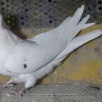 شازده زرد  کبوتر