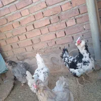 جوجه گلین|حیوانات مزرعه|کرمان, |دیوار
