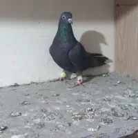 زیل ماده|پرنده|قزوین, |دیوار