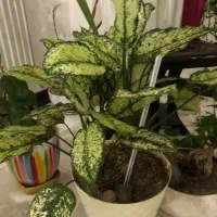 اگلونمایه برفیه زیبا|گل و گیاه طبیعی|اندیشه, شهرک مریم|دیوار