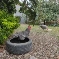 دو خروس امروک واکسن خورده ،درشت ،سالم ،شش ماهه