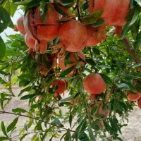 نهالستان پالیز دارای نهال های شناسنامه‌دار|خدمات باغبانی و درختکاری|جوانرود, |دیوار