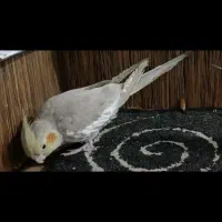 هرکس گرفته بم اطلاع بده