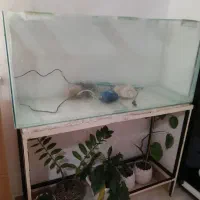 آکواریم با کلیه لوازم|ماهی|رشت, شهرک شهید مفتح|دیوار