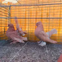 دم چتری آمریکایی|پرنده|ابریشم, |دیوار