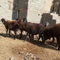 بره طقلی ماده قوچ خورده پای قوچ افشار. قره قزل