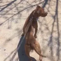 پیتبول بولی شکاری