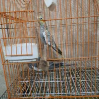 ی جوجه نر گلباقالی .با ی جفت  معاوضه با قناری نر|پرنده|رشت, پسیخان|دیوار