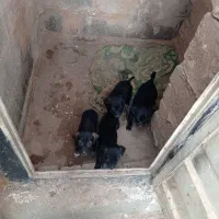 تازی|سگ|دینور, |دیوار