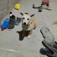 توله سه ماه پاکوتاه