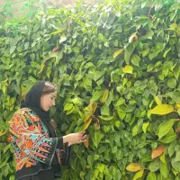 بام سبز،اجرای فضای سبز،دیوارسبز،آلاچیق و آبنما|مصالح و تجهیزات ساختمان|شیراز, نیایش|دیوار