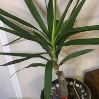 تعدادی گلدان آپارتمانی|گل و گیاه طبیعی|تهران, صادقیه|دیوار