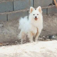 پامرین نر اصیل کمیاب|سگ|مشهد, امام خمینی|دیوار