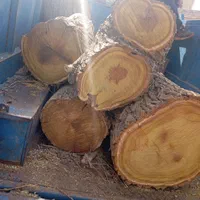 خریدچوب درخت چوب سقفی وهیزوم