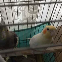 طوطی عروس مولد سخنگو خانگی،معاوضه|پرنده|کرج, باغستان|دیوار