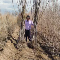 انواع نهال و باغ با بهترین کیفیت و با کمترین قیمت