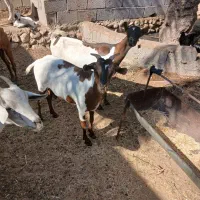 بز،داشتی|حیوانات مزرعه|خورموج, |دیوار