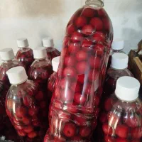 آلبالو ترش
