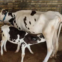 گاو و گوساله|حیوانات مزرعه|بیلوار, |دیوار