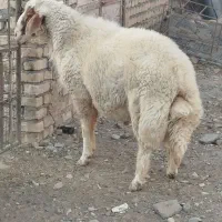 یک عدد قوچ تربور جوان. شیره دار درجه یک|حیوانات مزرعه|مشهد, آبکوه|دیوار