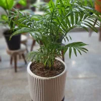 گیاه شامادورا در گلدون سرامیکی