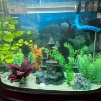 اکواریوم چینی شرکتی بسیارتمیز با تمامی وسایل|ماهی|نیشابور, مسکن مهر نور|دیوار