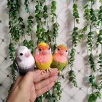 طوطی کوتوله بافتنی