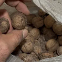 گردوی سایز ریز و سوزنی|حراج|قزوین, |دیوار