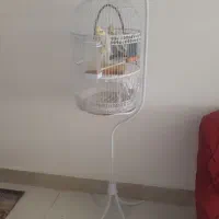 عروس هلندی|پرنده|مشهد, خرم آباد|دیوار