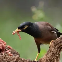 مرغ مینا