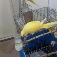 راهب زرد مولد