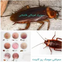 سمپاشی صداقت را با اطمینان انتخاب کنید سم پاشی|خدمات نظافت|زاهدان, |دیوار