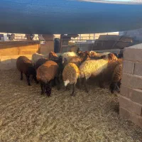 میش همو هترو|حیوانات مزرعه|کرمان, |دیوار