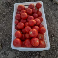 گورجه خالس گوشتی ربی منطقه فریمان با آب قنات|خوردنی و آشامیدنی|مشهد, هفده شهریور|دیوار