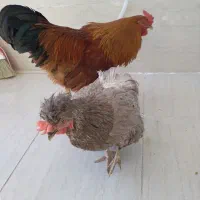 مرغ وخروس