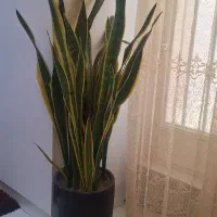 گیاه سانسوریا با گلدان بزرگ