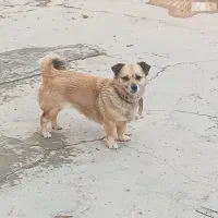 یک غلاده سگ