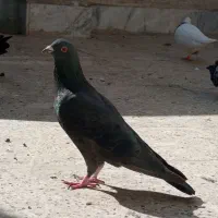 کفتر زاغ نر صید