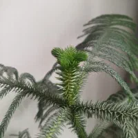 کاج مطبق|گل و گیاه طبیعی|رشت, آزادگان|دیوار