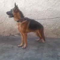 سگ ژرمن شولاین نر