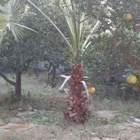 فروش زیر قیمت و  فوری   برگ  و  تنه درخت پالم