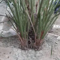 نخل برحی آبادان درجه ۱|گل مصنوعی|بندر ماهشهر, |دیوار