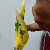 ماده مرغ عشق «فول رام» و فوق‌مولد / آماده جفت‌گیری