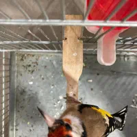 سهره رسمی گل بلند قرص قرص|پرنده|ری, صفاییه (چشمه علی)|دیوار